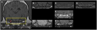 Microanatomical findings with relevance to trigeminal ganglion enhancement on post-contrast T1-weighted magnetic resonance images in dogs